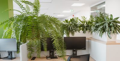 Biophilic Design