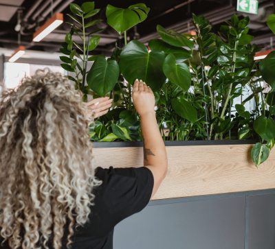 Rośliny biuro Wrocław Katowice