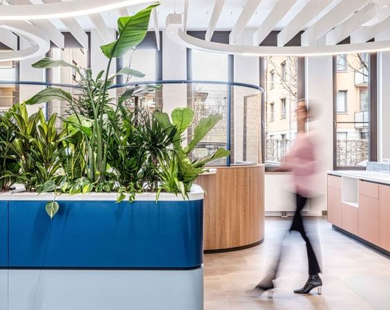 rosliny w biurze, AranżacjaRoślin