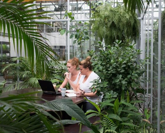 zdrowe biura rosliny w biurze